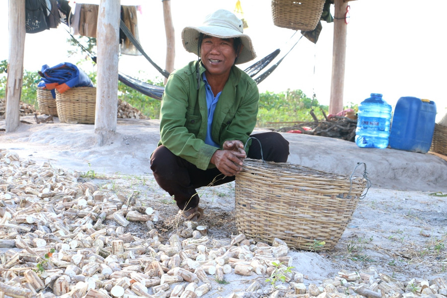 Ông Djhoai phấn khởi vì mì năm nay được mùa, được giá. Ảnh: Q.T