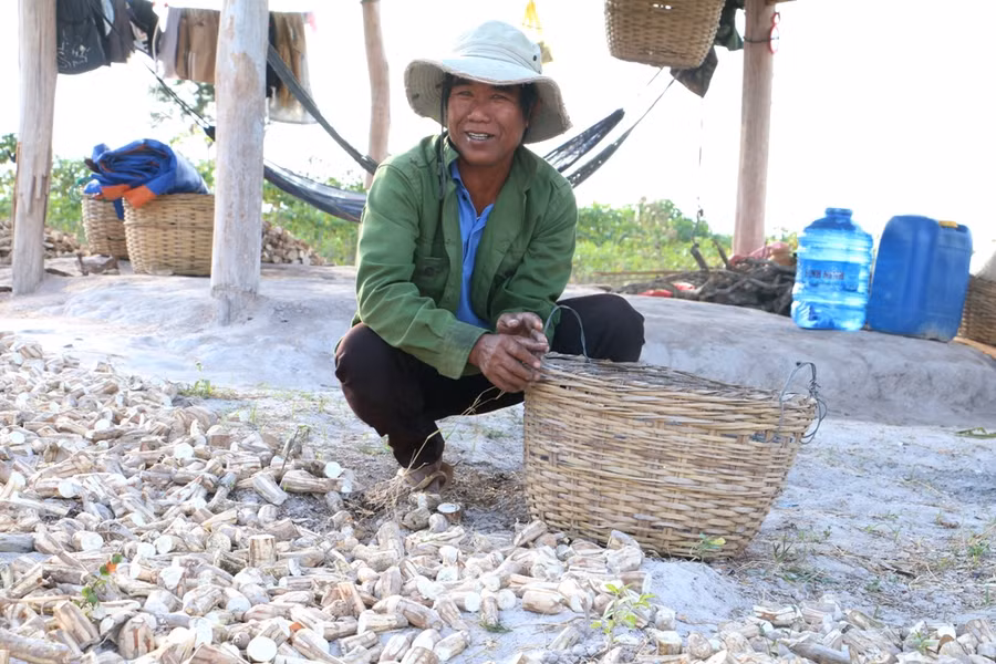 Ông Djhoai phấn khởi vì mì năm nay được mùa, được giá. Ảnh: Q.T