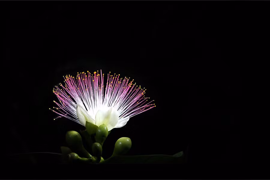  Hoa bàng vuông - ẢNH: TRẦN THÀNH