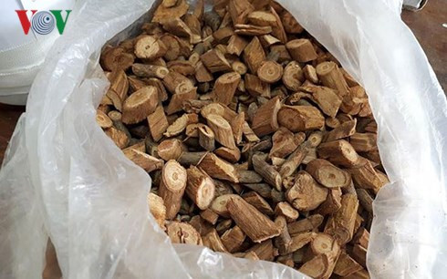 Loại cây rừng mà ông Đi đã dùng để ngâm rượu. Loại cây rừng mà ông Đi đã dùng để ngâm rượu.