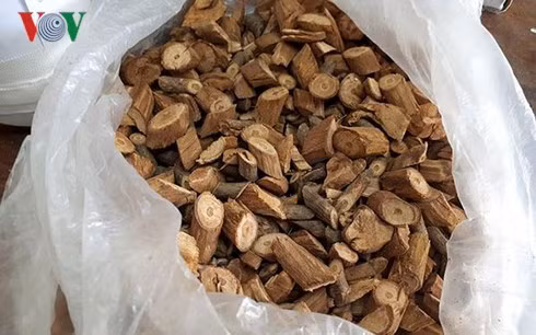 Loại cây rừng mà ông Đi đã dùng để ngâm rượu.