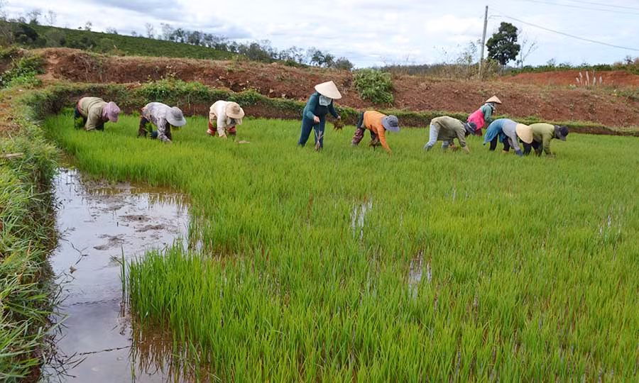 Người dân chăm sóc lúa Đông Xuân. Ảnh: Gia Hưng