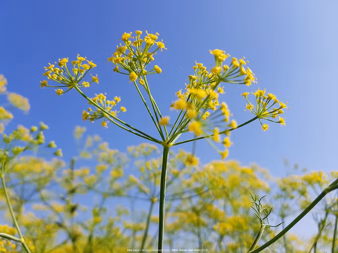 Thì là vốn là loại thảo mộc thơm có nguồn gốc từ các nước giáp bờ biển Địa Trung Hải. Lá, thân và củ của cây thì là đều có thể ăn được.