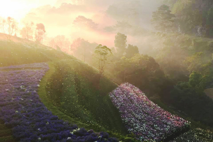 Cánh đồng hoa này vừa xuất hiện cách đây không lâu nhưng gây sốt bởi những thửa hoa nhiều màu sắc đẹp mắt. Cánh đồng rộng khoảng 2 ha, nép mình bên cánh rừng thông ngút ngàn trên đường lánh nạn 1, đèo Mimosa; cách trung tâm Đà Lạt chừng 10 km.