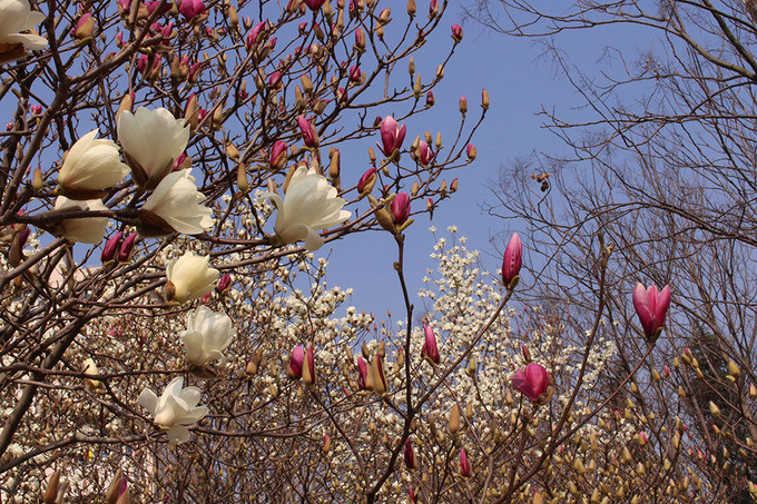 Hoa mộc lan: Sau khi hoa anh đào tàn là đến lúc mộc lan, ngọc lan nở rộ. Mộc lan và ngọc lan được trồng nhiều nơi trên đường phố Thượng Hải. Một điểm khá lý tưởng để đến tham quan là trường Đại học Thượng Hải (quận Bảo Sơn), bởi quốc huy của trường có biểu tượng là hoa ngọc lan. Loài hoa này được trồng rất nhiều nơi trong hoa viên của trường.  Hoa mộc lan: Sau khi hoa anh đào tàn là đến lúc mộc lan, ngọc lan nở rộ. Mộc lan và ngọc lan được trồng nhiều nơi trên đường phố Thượng Hải. Một điểm khá lý tưởng để đến tham quan là trường Đại học Thượng Hải (quận Bảo Sơn), bởi quốc huy của trường có biểu tượng là hoa ngọc lan. Loài hoa này được trồng rất nhiều nơi trong hoa viên của trường.