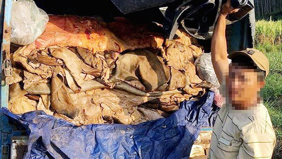 Hơn 3 tấn da bò bốc mùi hôi thối trên xe