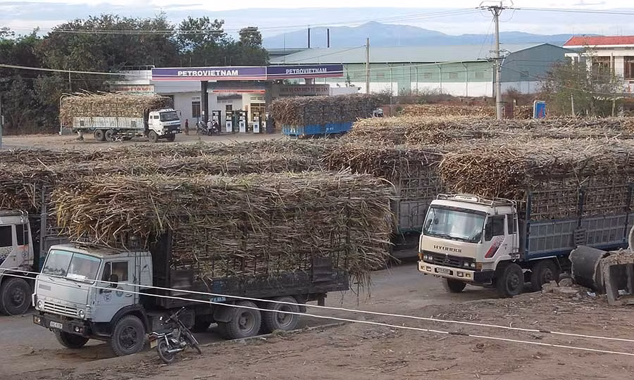  Xe vận chuyển nguyên liệu mía về nhà máy. Ảnh: T.N