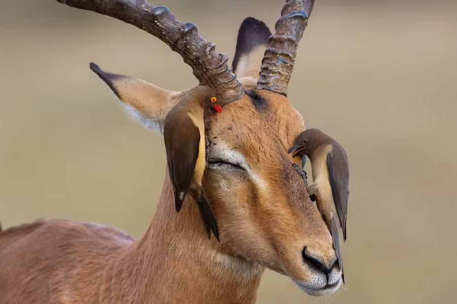  Hai con chim đang mổ bắt ve cho linh dương ở Vườn quốc gia Kruger, Nam Phi - Ảnh: Edmund Aylmer