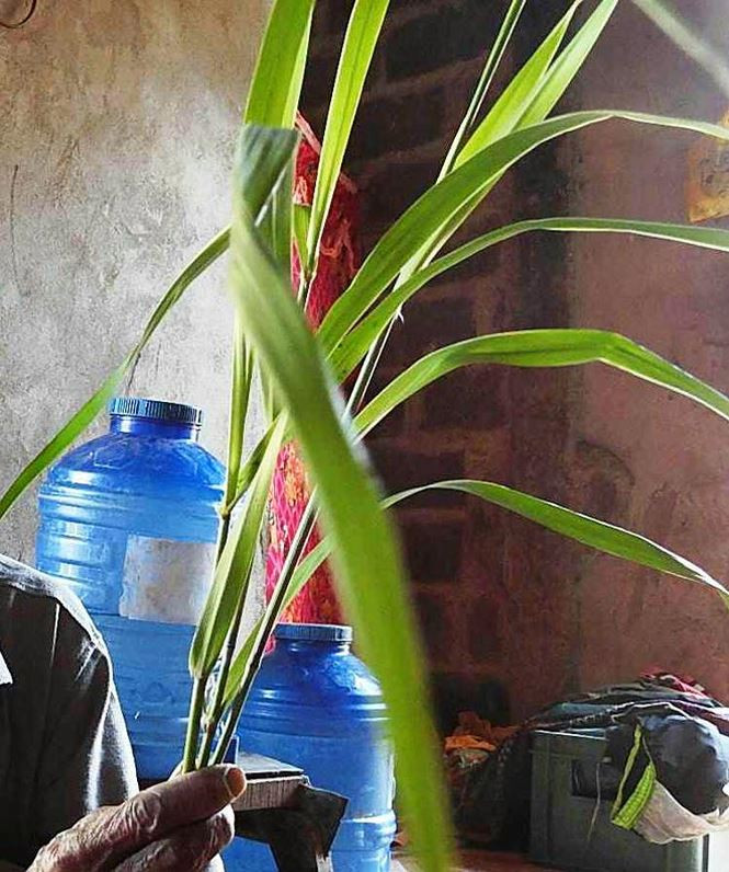 Cây Păr Kếh, theo một số người Pa Kô, được dùng nó để chữa thất tình. Cây Păr Kếh, theo một số người Pa Kô, được dùng nó để chữa thất tình.