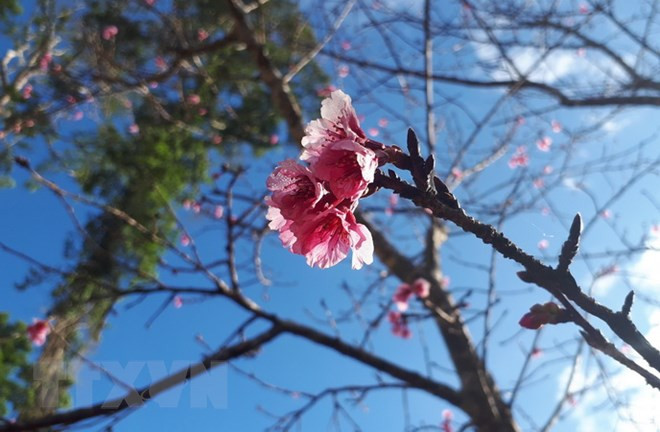 Hoa anh đào. (Ảnh: Đặng Tuấn/TTXVN)