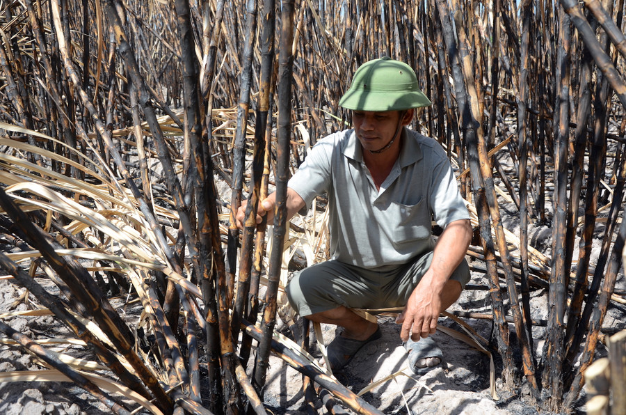  Nông dân Nguyễn Văn Long (52 tuổi, thôn Bình Trang A, xã Ia Peng, huyện Phú Thiện) buồn bã giữa rộng mía của mình bị cháy mà không biết bán cho ai. Ảnh: Đ.P