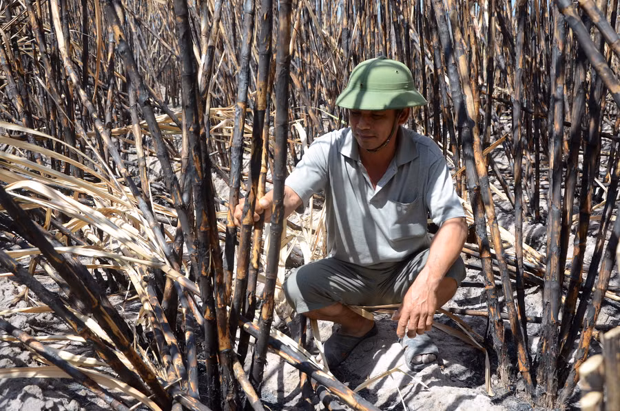  Nông dân Nguyễn Văn Long (52 tuổi, thôn Bình Trang A, xã Ia Peng, huyện Phú Thiện) buồn bã giữa rộng mía của mình bị cháy mà không biết bán cho ai. Ảnh: Đ.P