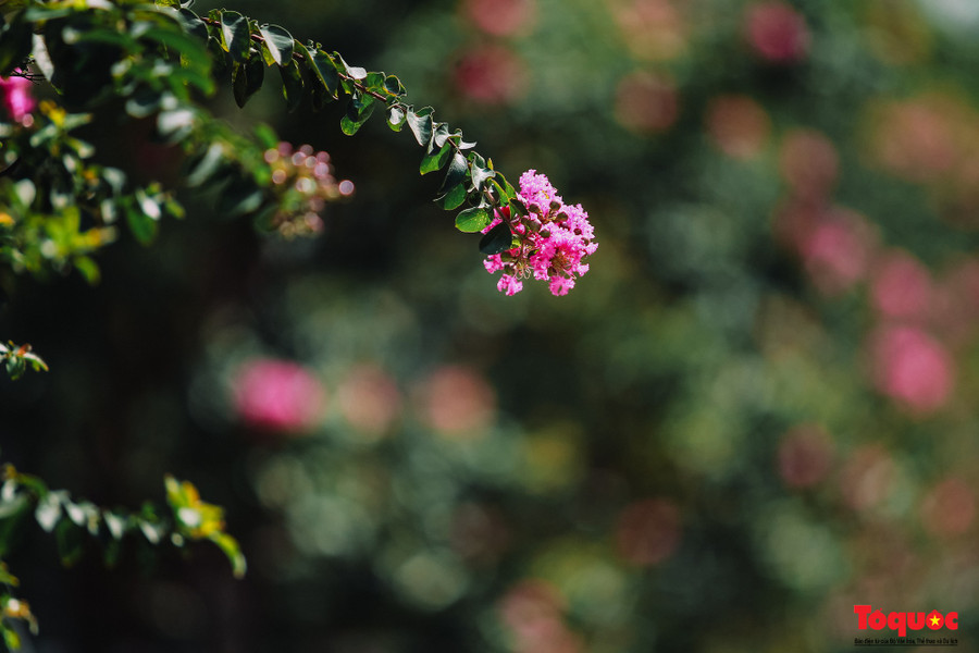 Có nhiều loài tường vi khác nhau và mỗi loài lại sở hữu một màu sắc đặc trưng riêng biệt như tường vi trắng, hồng nhạt, tím và đặc biệt là tường vi đỏ thường cho nhiều chùm hoa to và rực rỡ.