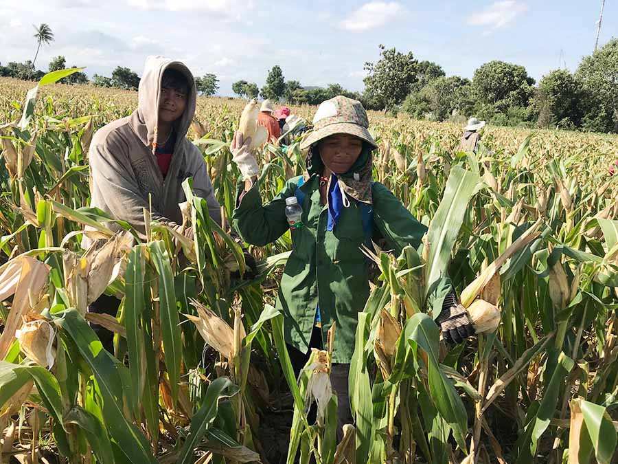  Nông dân trồng bắp xã Ia Broăi mất mùa vì sâu keo mùa thu gây hại. Ảnh: Đ.P