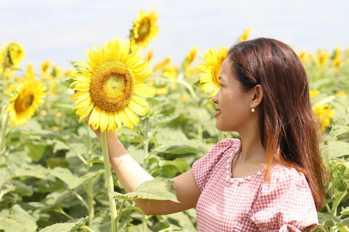 Nếu chăm sóc tốt, cánh đồng sẽ có khoảng 4 - 5 mùa hoa hướng dương trổ quanh năm để khách tham quan, chiêm ngưỡng.