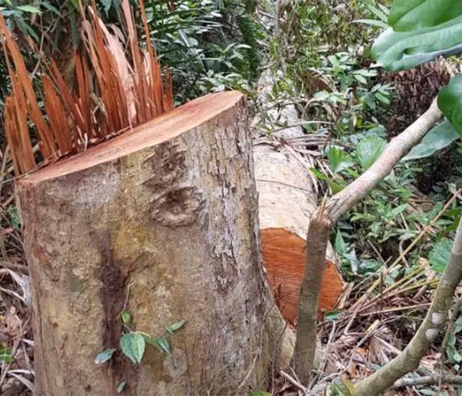 Gỗ lậu được che đậy tại 1 điểm tập kết