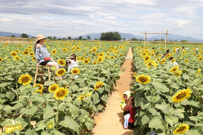 Một địa điểm hoàn hảo để chụp cho mình những bức ảnh “siêu ảo”, ngoài ra là nơi tuyệt vời để bạn xả stress sau những ngày làm việc mệt mỏi.