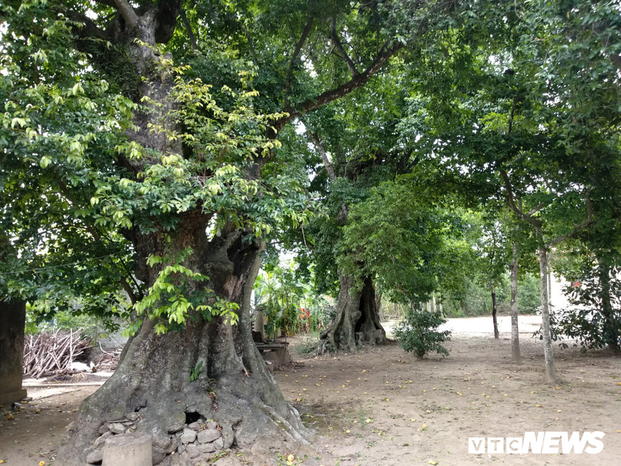 Những cây thị cổ thụ trong vườn nhà ông Lê Minh Thưởng đang ra hoa kết trái.