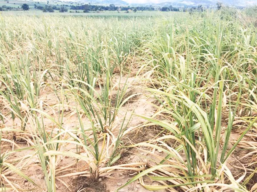  Nhiều diện tích mía không phát triển nổi do hạn hán. Ảnh internet