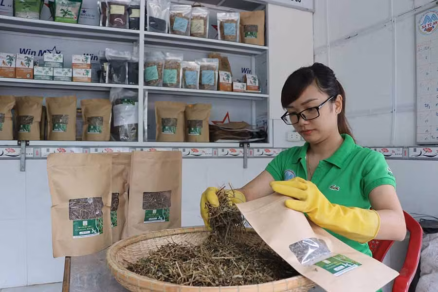  Thành viên HTX Nông nghiệp Tú An 1 đóng gói cà gai leo để giao khách hàng. Ảnh: N.M