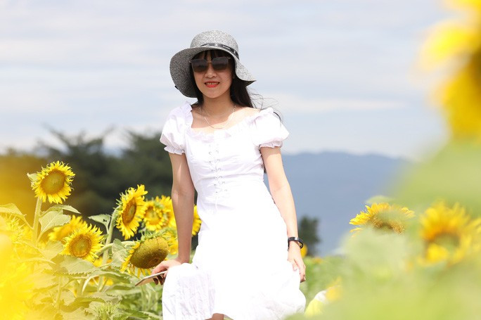  Cánh đồng hoa hướng dương này là kết quả từ việc hợp tác giữa một doanh nghiệp với Trường Đại học Nông lâm Huế.