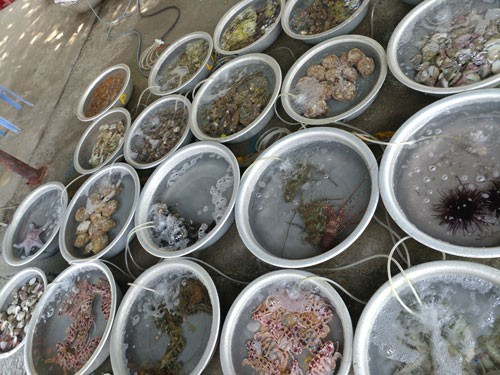 Hải sản tươi ngon Hải sản tươi ngon