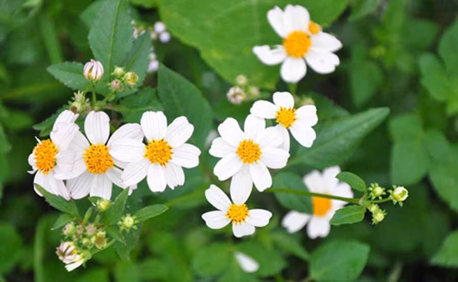 Ảnh nguồn internet