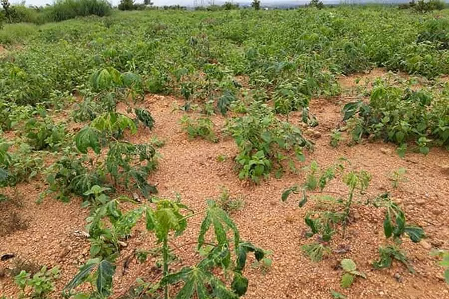 Bệnh khảm lá virus hại mỳ còn gây hại tại một huyện, thị xã trên địa bàn tỉnh