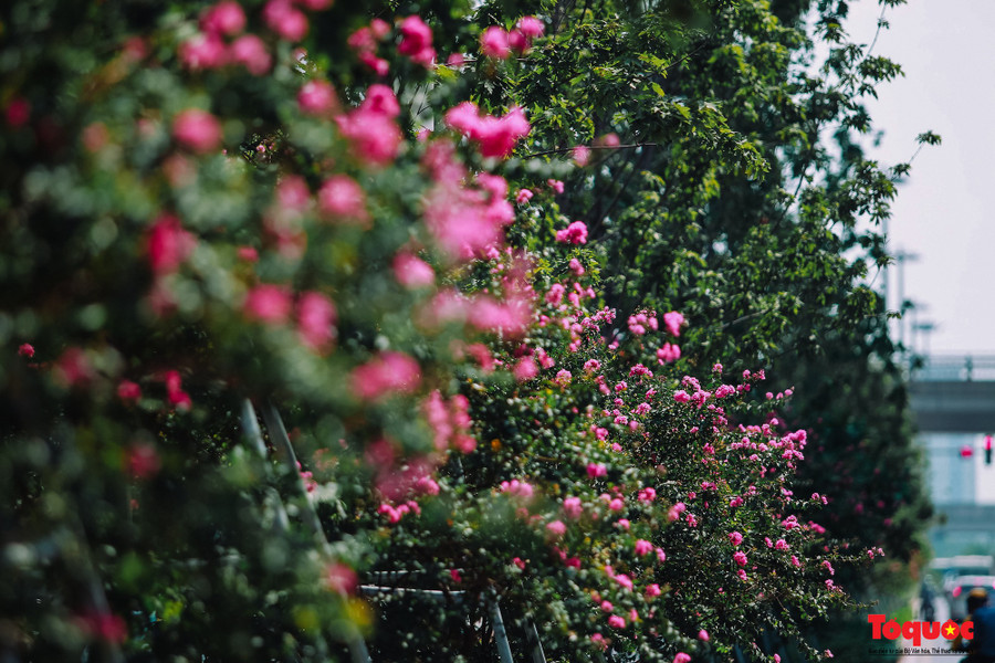 Nhiều người tưởng rằng hàng phong xanh nở hoa màu hồng, nhưng không phải vậy. Đó là sắc hoa tường vi, được trồng xen giữa các cây phong.
