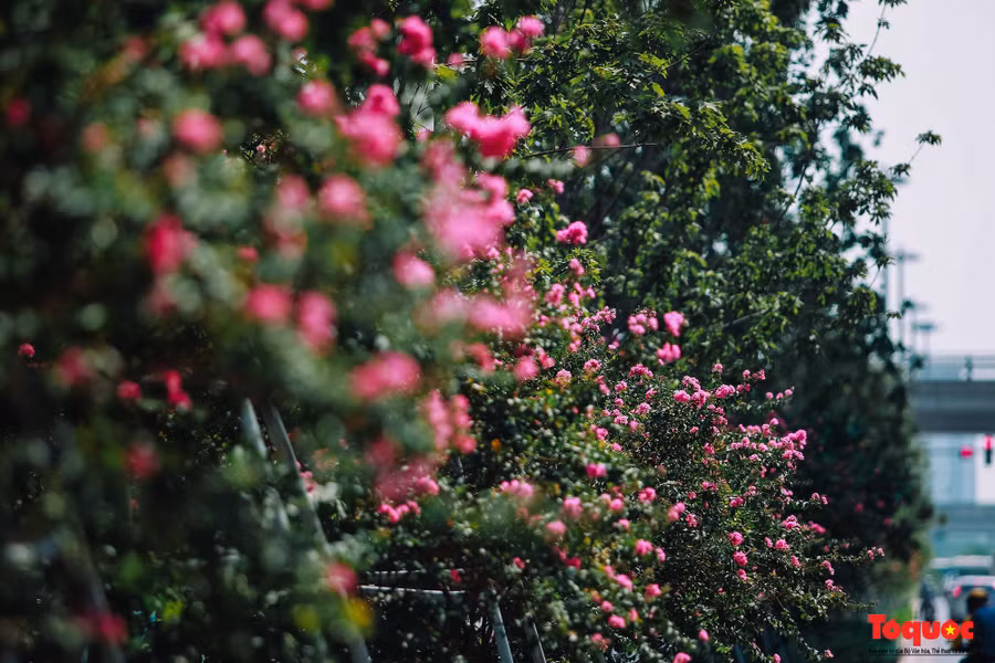 Nhiều người tưởng rằng hàng phong xanh nở hoa màu hồng, nhưng không phải vậy. Đó là sắc hoa tường vi, được trồng xen giữa các cây phong.