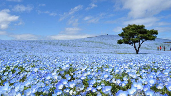  Hoa mắt xanh, loài hoa biểu tượng của tỉnh Ibaraki.