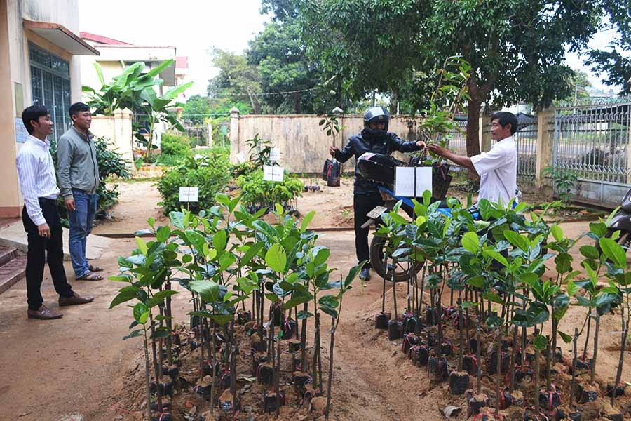  Trung tâm Dịch vụ nông nghiệp huyện Chư Prông cung cấp cây giống cho người dân để sản xuất. Ảnh: H.C