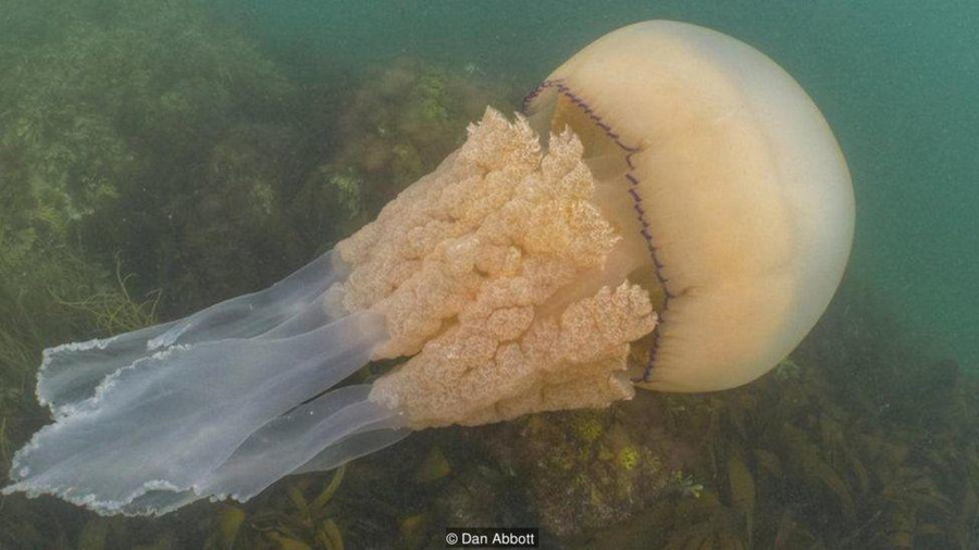 Sứa khổng lồ được hai thợ lặn ở Anh chụp ảnh.