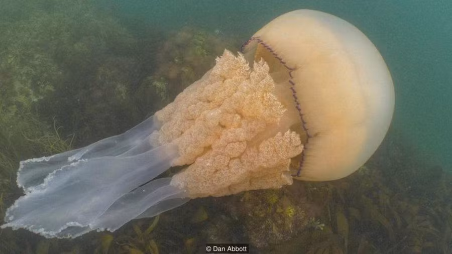 Sứa khổng lồ được hai thợ lặn ở Anh chụp ảnh.