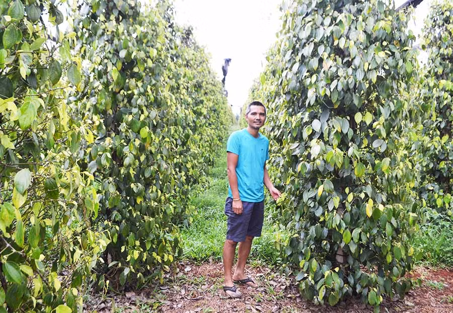 Vườn hồ tiêu đạt tiêu chuẩn hữu cơ của ông Nguyễn Tấn Công (xã Nam Yang, huyện Đak Đoa) phát triển rất tốt. Ảnh: L.N