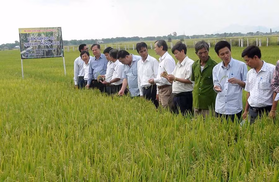  Mô hình cánh đồng lúa lớn một giống cho hiệu quả cao ở Phú Thiện. Ảnh: Đ.P