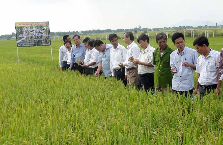 Mô hình cánh đồng lúa lớn một giống cho hiệu quả cao ở Phú Thiện. Ảnh: Đ.P  Mô hình cánh đồng lúa lớn một giống cho hiệu quả cao ở Phú Thiện. Ảnh: Đ.P