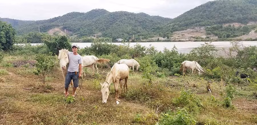  Anh Nguyễn Văn Hậu bên đàn ngựa bạch được nuôi thả trong môi trường tự nhiên. Ảnh: C.H