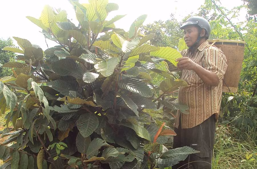  Người dân hái lá xà bang về sử dụng. Ảnh: T.V.S 