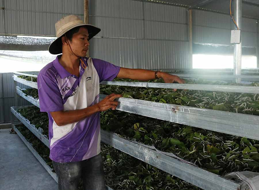 Mô hình trồng dâu nuôi tằm của gia đình anh Trần Văn Tiếng (thôn 1, xã Kông Pla). Ảnh: N.S