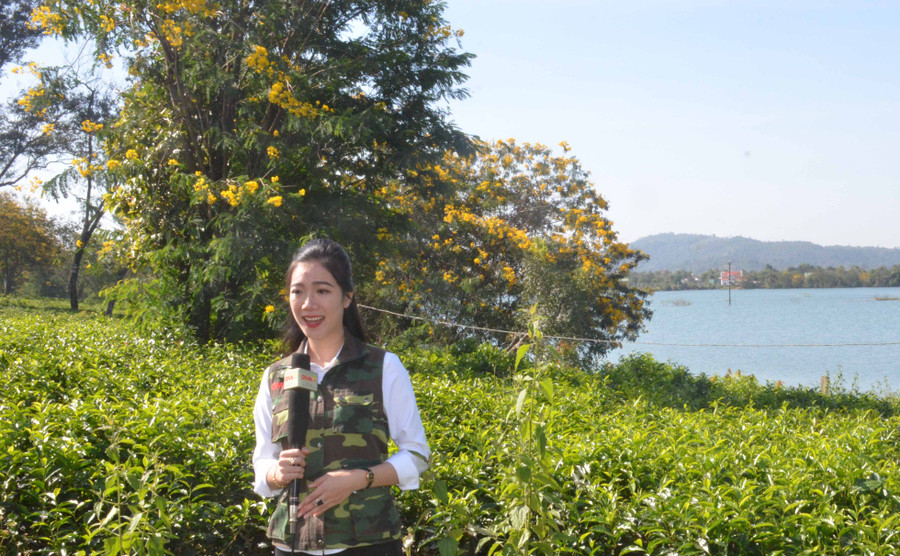 Mỗi khi hoa muồng nở rộ, rất đông du khách và các cơ quan truyền thông đến tham quan, tác nghiệp. Ảnh: Vĩnh Hoàng Mỗi khi hoa muồng nở rộ, rất đông du khách và các cơ quan truyền thông đến tham quan, tác nghiệp. Ảnh: Vĩnh Hoàng