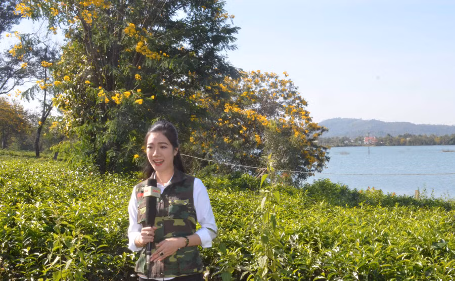 Mỗi khi hoa muồng nở rộ, rất đông du khách và các cơ quan truyền thông đến tham quan, tác nghiệp. Ảnh: Vĩnh Hoàng