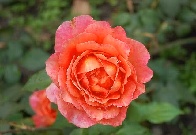 Albrecht Durer. Albrecht Durer.