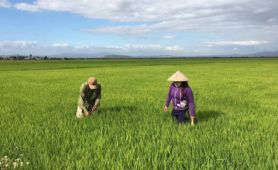  Cánh đồng lớn của HTX Nông nghiệp Thắng Lợi (huyện Phú Thiện). Ảnh: H.D