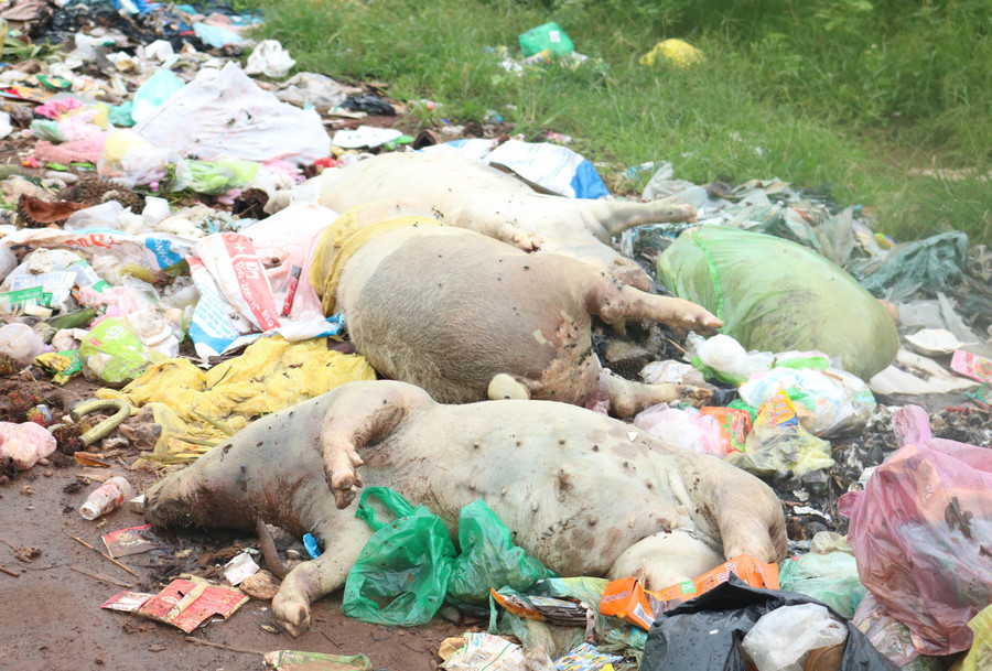 Ảnh: Nguyễn Sang