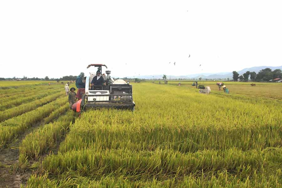  Người dân xã Chư Mố (huyện Ia Pa) thu hoạch lúa. Ảnh: N.S