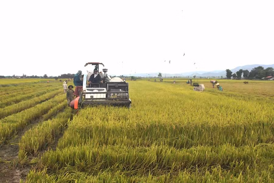  Người dân xã Chư Mố (huyện Ia Pa) thu hoạch lúa. Ảnh: N.S