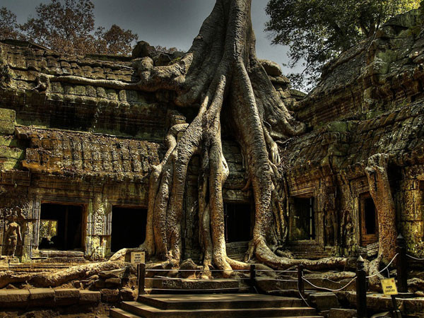 Nên giữ đền hay giữ cây? Nên giữ đền hay giữ cây?