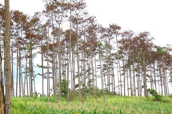  Nhiều diện tích đã được trồng ngô và một số cây trồng khác dưới tán rừng bị đầu độc. Ảnh: ĐOÀN KIÊN