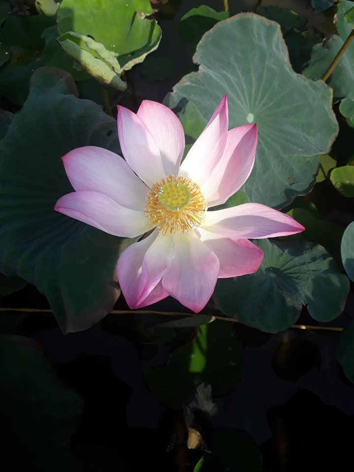 Đây là giống sen Nhật nên vẫn nở rộ khi đất trời đã vào thu. Đây là giống sen Nhật nên vẫn nở rộ khi đất trời đã vào thu.